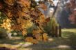 bad-salzhausen-herbst-n (1 von 1).jpg