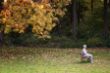 herbst-im-park (1 von 1).jpg